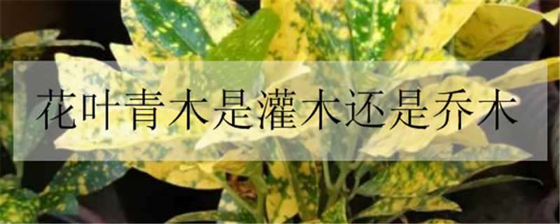 花叶青木是灌木还是乔木 花叶青木是什么植物