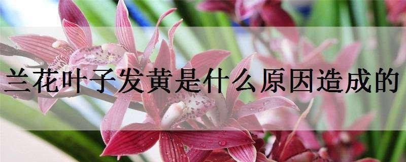 兰花叶子发黄是什么原因造成的（兰花叶子发黄是什么原因造成的呢）