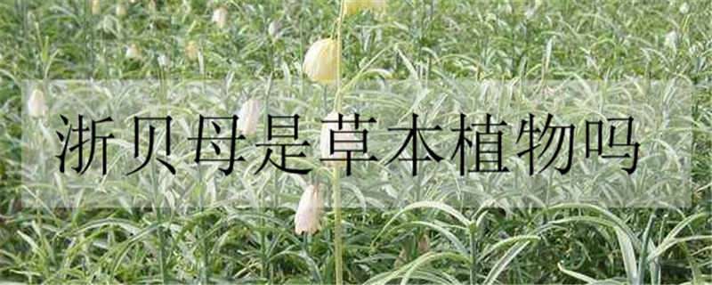 浙贝母是草本植物吗 浙贝母是草本植物吗图片