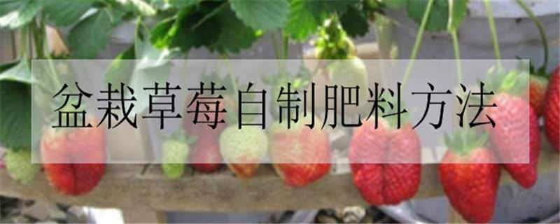 盆栽草莓自制肥料方法 盆栽草莓自制肥料方法图片