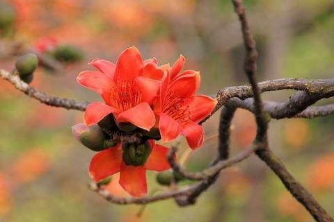 木棉花花语及寓意 木棉花花语经典话语