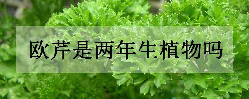 欧芹是两年生植物吗（欧芹的种植）