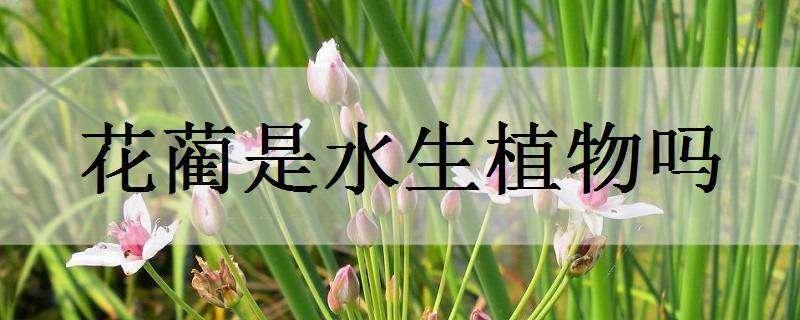 花蔺是水生植物吗 花蔺科植物有哪些