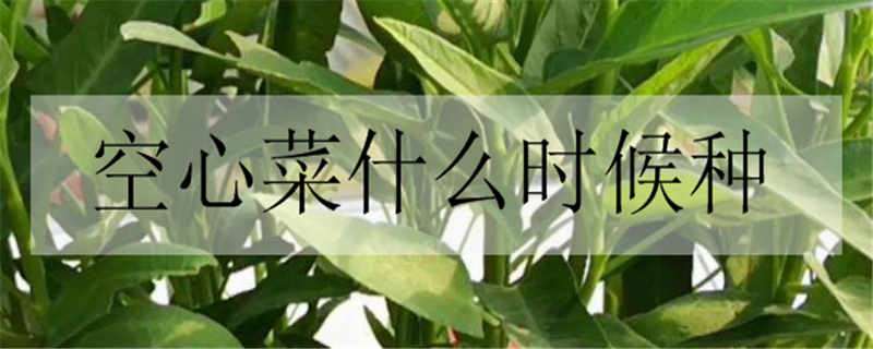 空心菜什么时候种（空心菜什么时候种植最好）