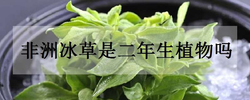 非洲冰草是二年生植物吗（非洲冰草是二年生植物吗为什么）