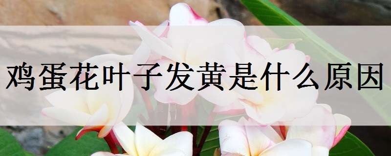 鸡蛋花叶子发黄是什么原因（鸡蛋花叶片发黄）