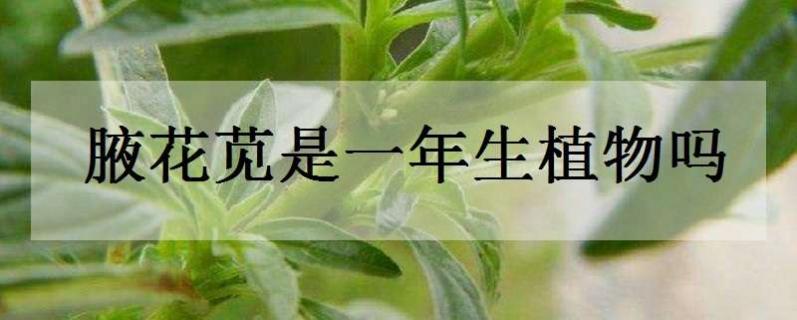 腋花苋是一年生植物吗（腋花苋是什么意思）