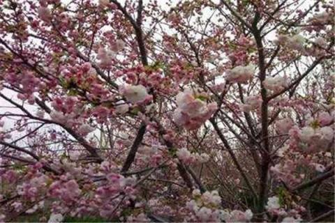 樱花什么季节开（日本樱花什么季节开）