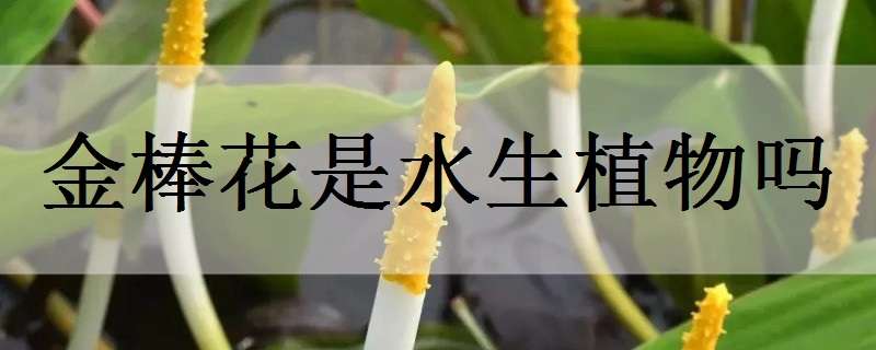 金棒花是水生植物吗（花棒属于什么植物）