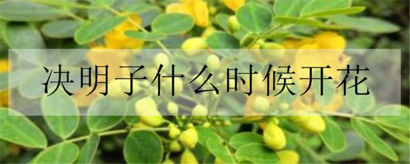 决明子什么时候开花（决明子开花图片大全）