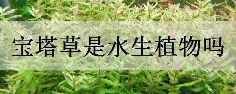 宝塔草是水生植物吗 宝塔草是水生植物吗怎么养