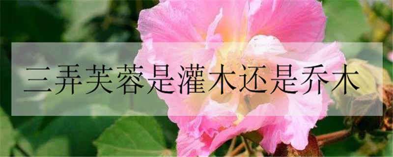 三弄芙蓉是灌木还是乔木（芙蓉是乔木吗）