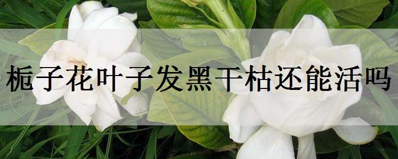 栀子花叶子发黑干枯还能活吗（栀子花叶子发黑干枯还能活吗视频）