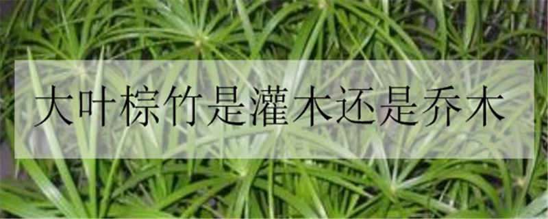 大叶棕竹是灌木还是乔木（细叶棕竹属于乔木还是灌木）