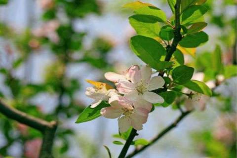 海棠花什么时候开花 北方海棠花什么时候开花