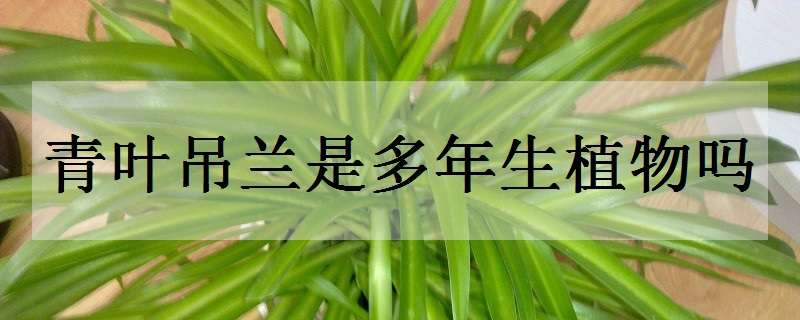 青叶吊兰是多年生植物吗（青叶吊兰是多年生植物吗怎么养）