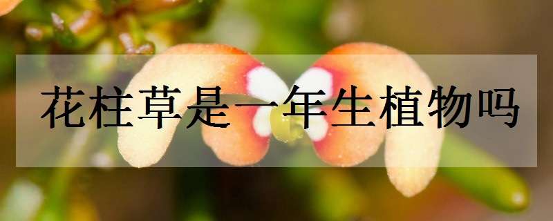 花柱草是一年生植物吗 花柱草是一年生植物吗图片