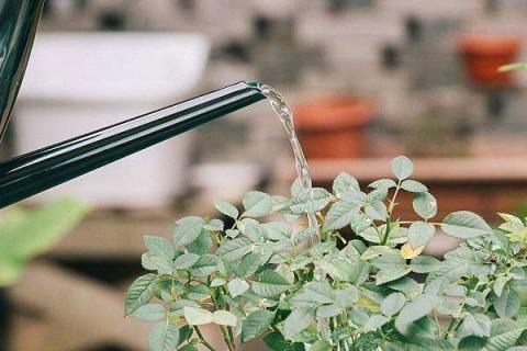 一般给花浇水浇多少合适 给花浇多少水比较合适