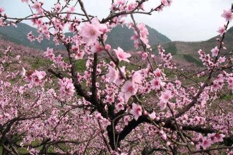 春天桃树剪枝怎么剪都需要剪哪里（春天桃树如何剪枝）