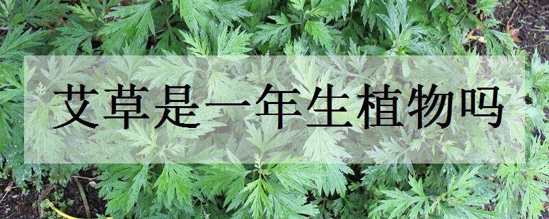 艾草是一年生植物吗（艾草是多年生植物吗）