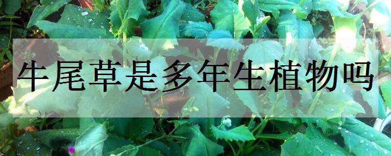 牛尾草是多年生植物吗（牛尾草是多年生植物吗）