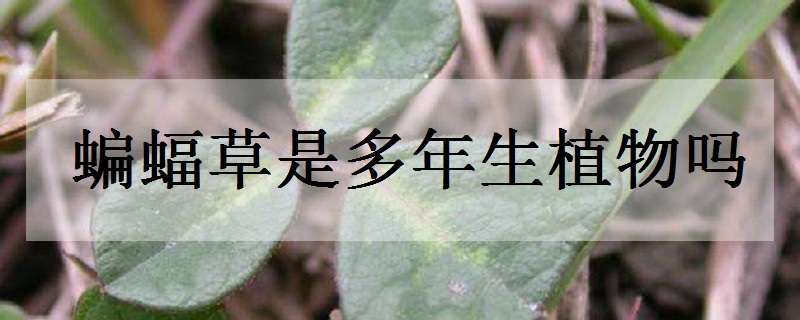 蝙蝠草是多年生植物吗（蝙蝠草是多年生植物吗为什么）