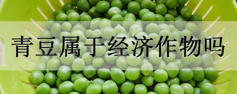 青豆属于经济作物吗（青豆属于经济作物吗）