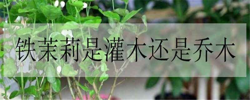 铁茉莉是灌木还是乔木（茉莉花是乔木吗）