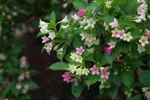 盆栽海仙花只长叶子不开花怎么办（盆栽海仙花只长叶子不开花怎么办视频）