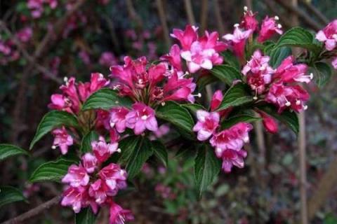 海仙花什么季节施肥最好 海仙花一年开几次花