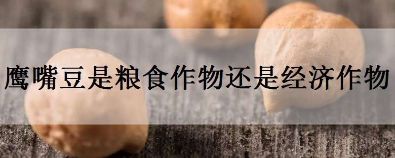 鹰嘴豆是粮食作物还是经济作物 鹰嘴豆属于什么类