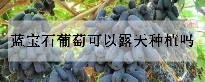 蓝宝石葡萄可以露天种植吗 露天种植蓝宝石葡萄行吗