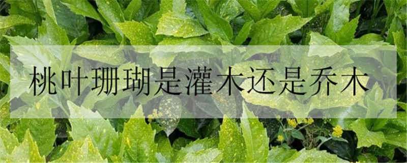 桃叶珊瑚是灌木还是乔木（桃叶珊瑚是灌木还是乔木植物）