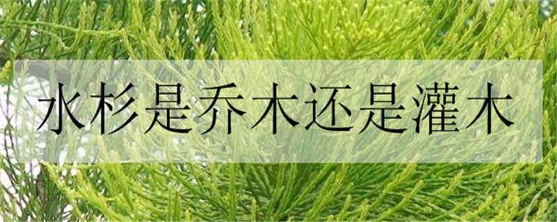 水杉是乔木还是灌木 水杉是乔木还是灌木植物