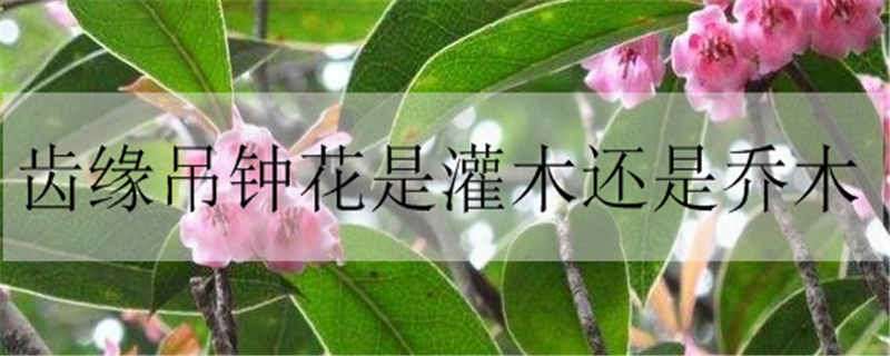 齿缘吊钟花是灌木还是乔木（吊钟花属于什么科）