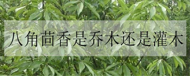 八角茴香是乔木还是灌木（八角茴香是乔木还是灌木呢）