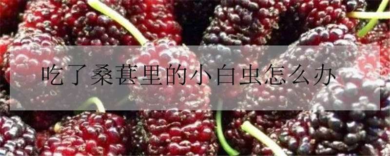 吃了桑葚里的小白虫怎么办