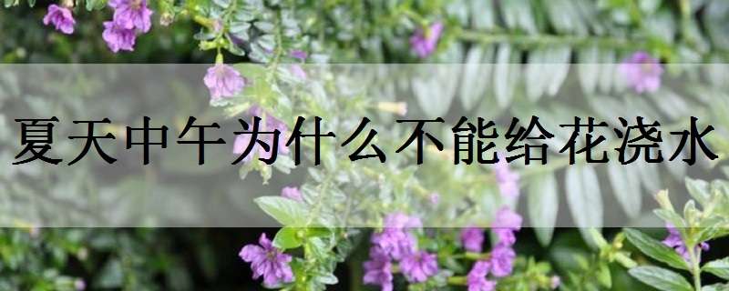 夏天中午为什么不能给花浇水（夏天中午为什么不能给花浇水是什么动物）