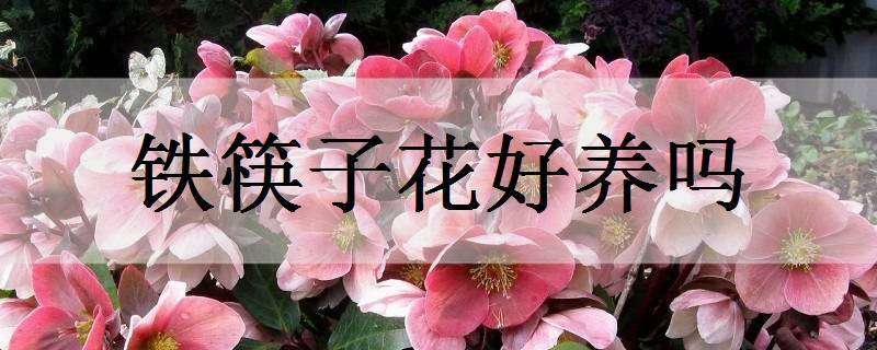 铁筷子花好养吗（铁筷子花期长吗）