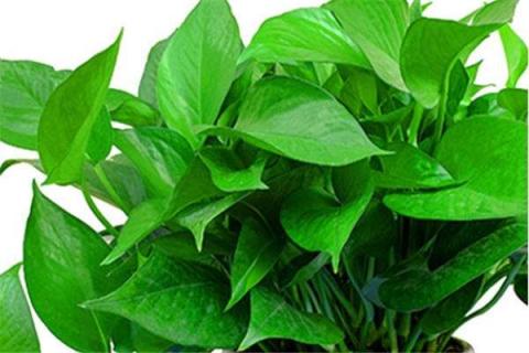 绿萝扦插土中的方法是什么 绿萝扦插土中的方法是什么样的