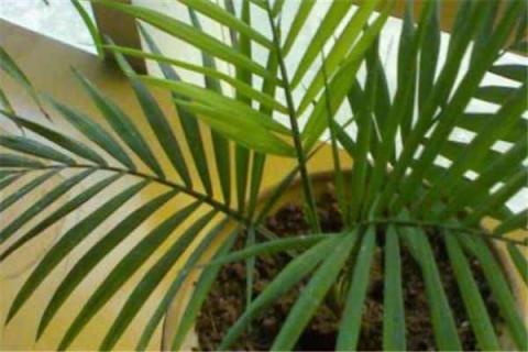 袖珍椰子怎么养才能爆盆（袖珍椰子怎么养才能更旺盛）