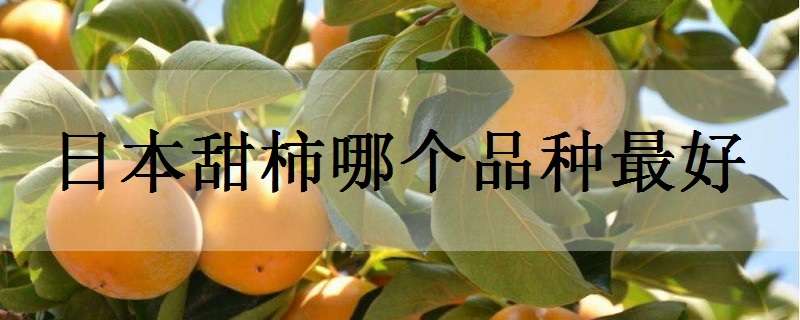 日本甜柿哪个品种最好 日本甜柿哪个品种最好看
