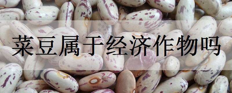 菜豆属于经济作物吗（大豆属于经济作物吗?）