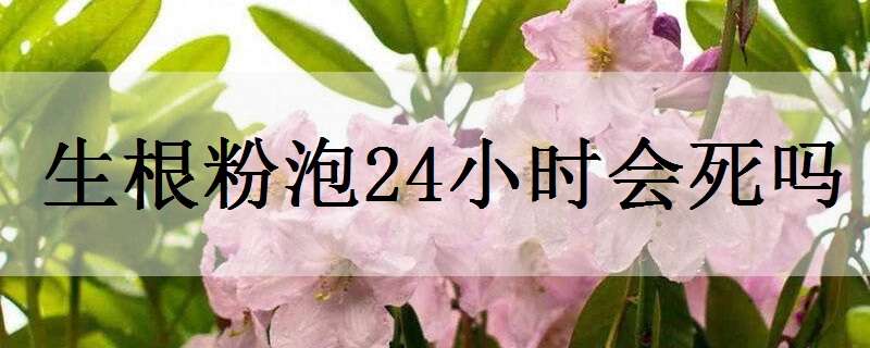 生根粉泡24小时会死吗（生根粉泡一夜会不会死）