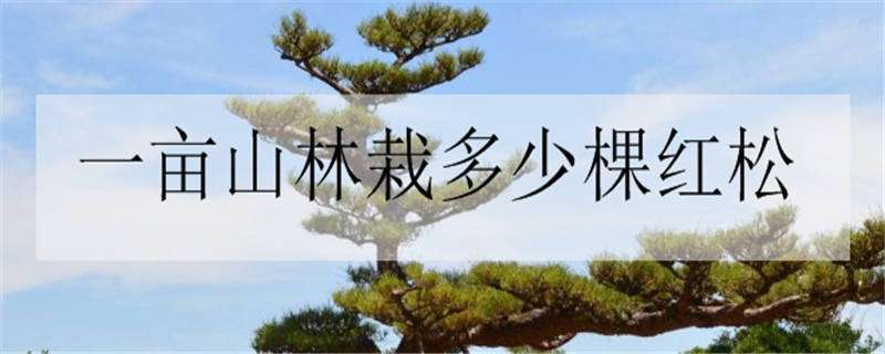 一亩山林栽多少棵红松（一亩山林栽多少棵红松合适）