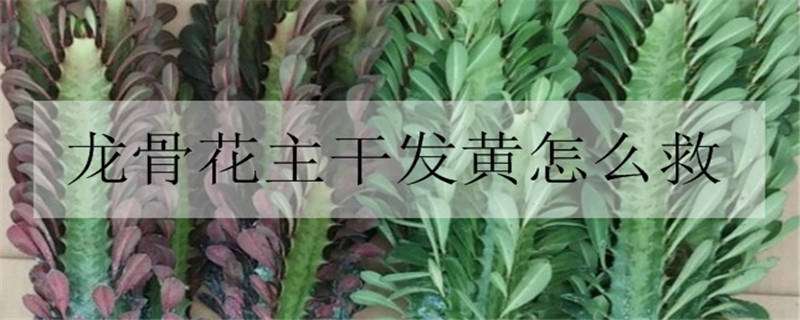 龙骨花主干发黄怎么救（龙骨花主干发黄怎么救治）