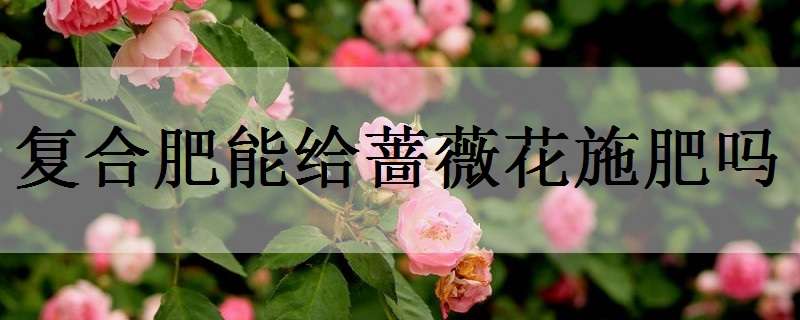 复合肥能给蔷薇花施肥吗（复合肥能给蔷薇花施肥吗视频）