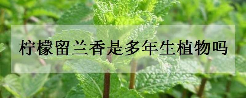 柠檬留兰香是多年生植物吗