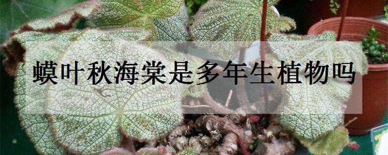 蟆叶秋海棠是多年生植物吗（蟆叶秋海棠有哪些）