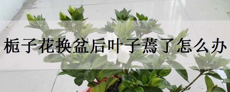 栀子花换盆后叶子蔫了怎么办 栀子花换盆后叶子蔫了怎么办视频